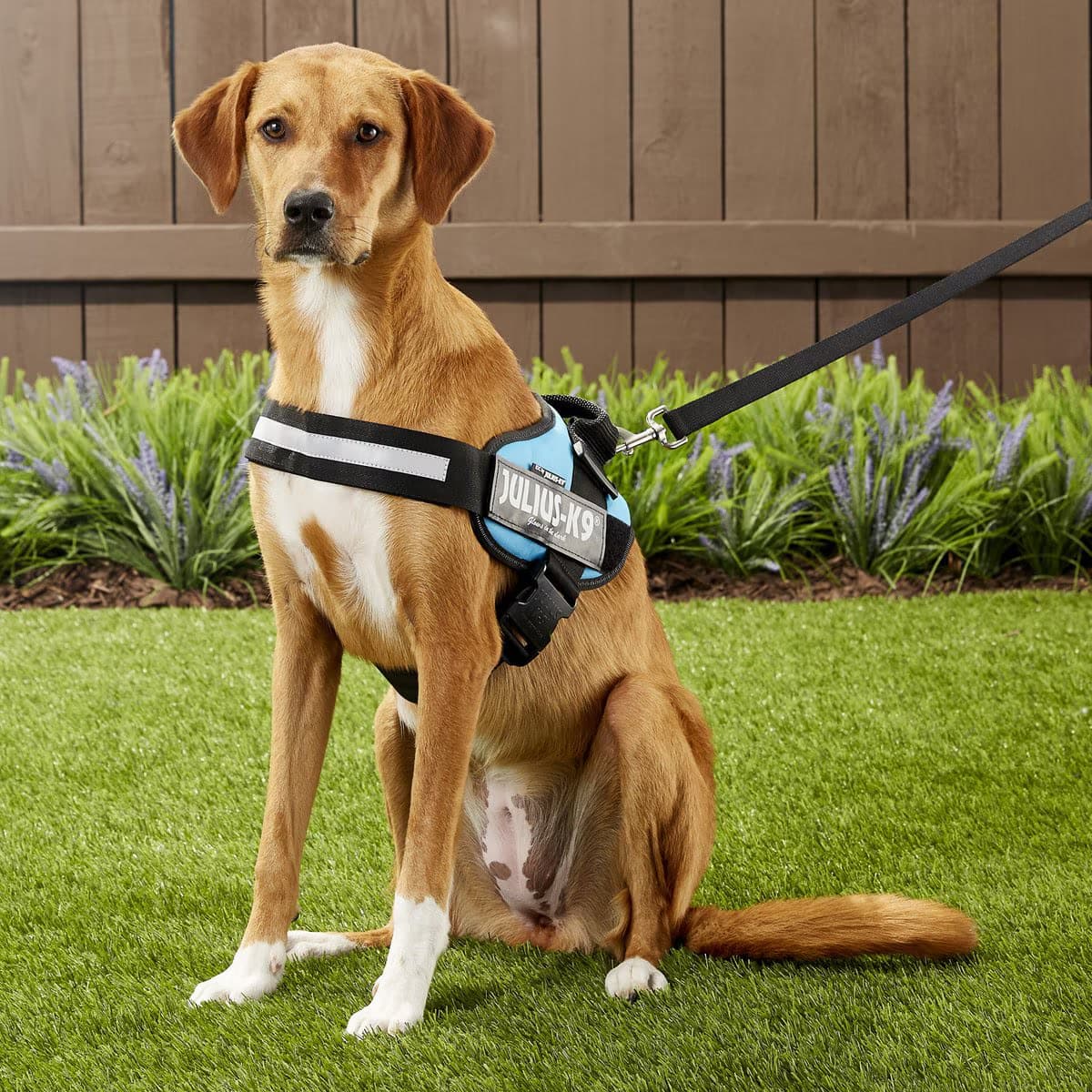 Julius-K9 IDC Powerharness Nylon Reflective No-Pull Dog Harness